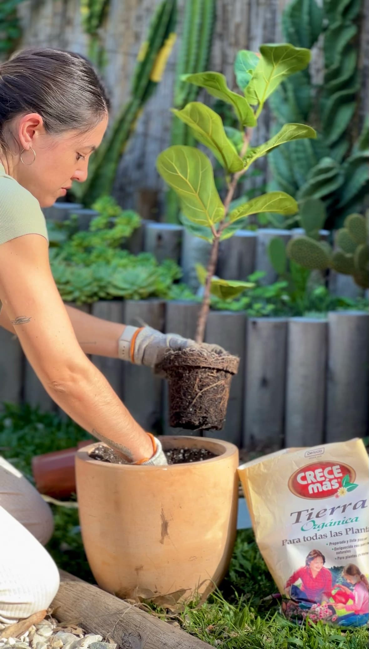Cuidado de Plantas — Denucio en BondiHouse