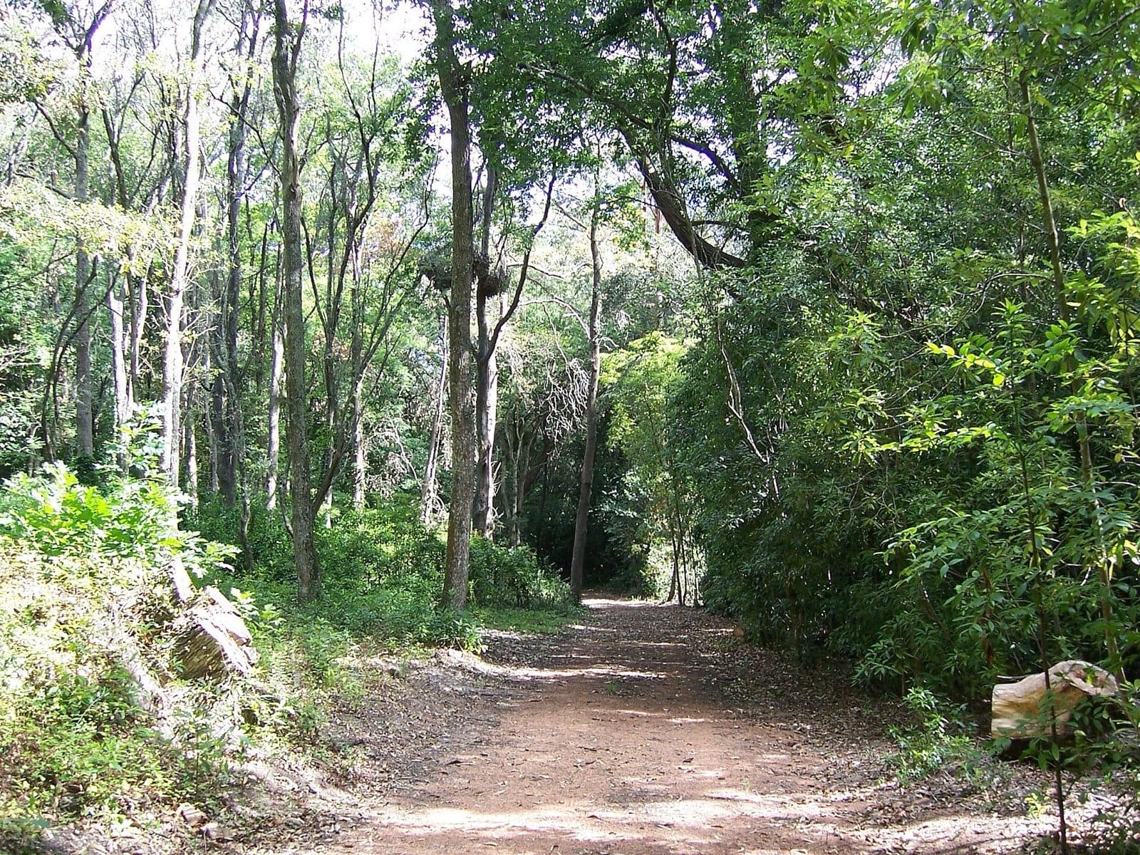 Sendero entre los árboles del Arboretum Lussich