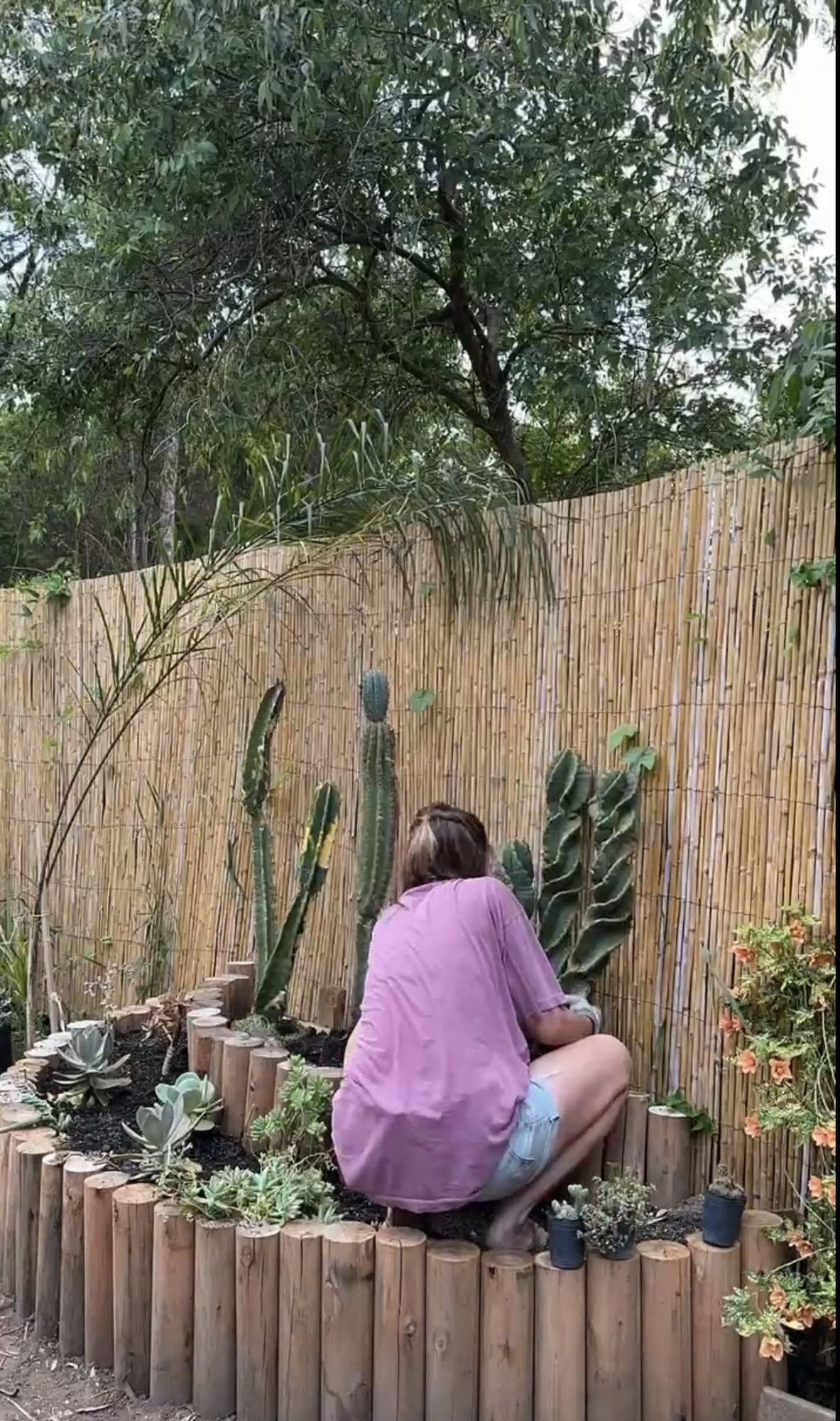 Agus plantando suculentas en el cantero de cactus, con los columnares ya plantados contra el cerco de caña