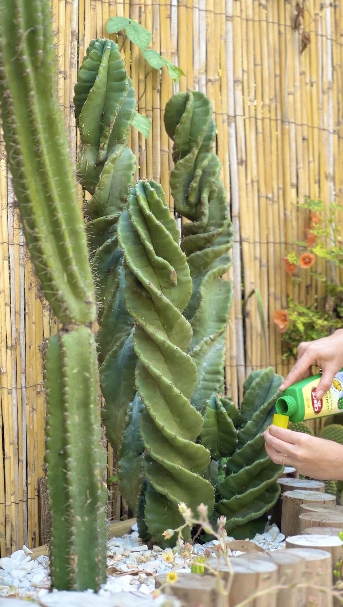 Agus fertilizando el cactus espiral del cantero