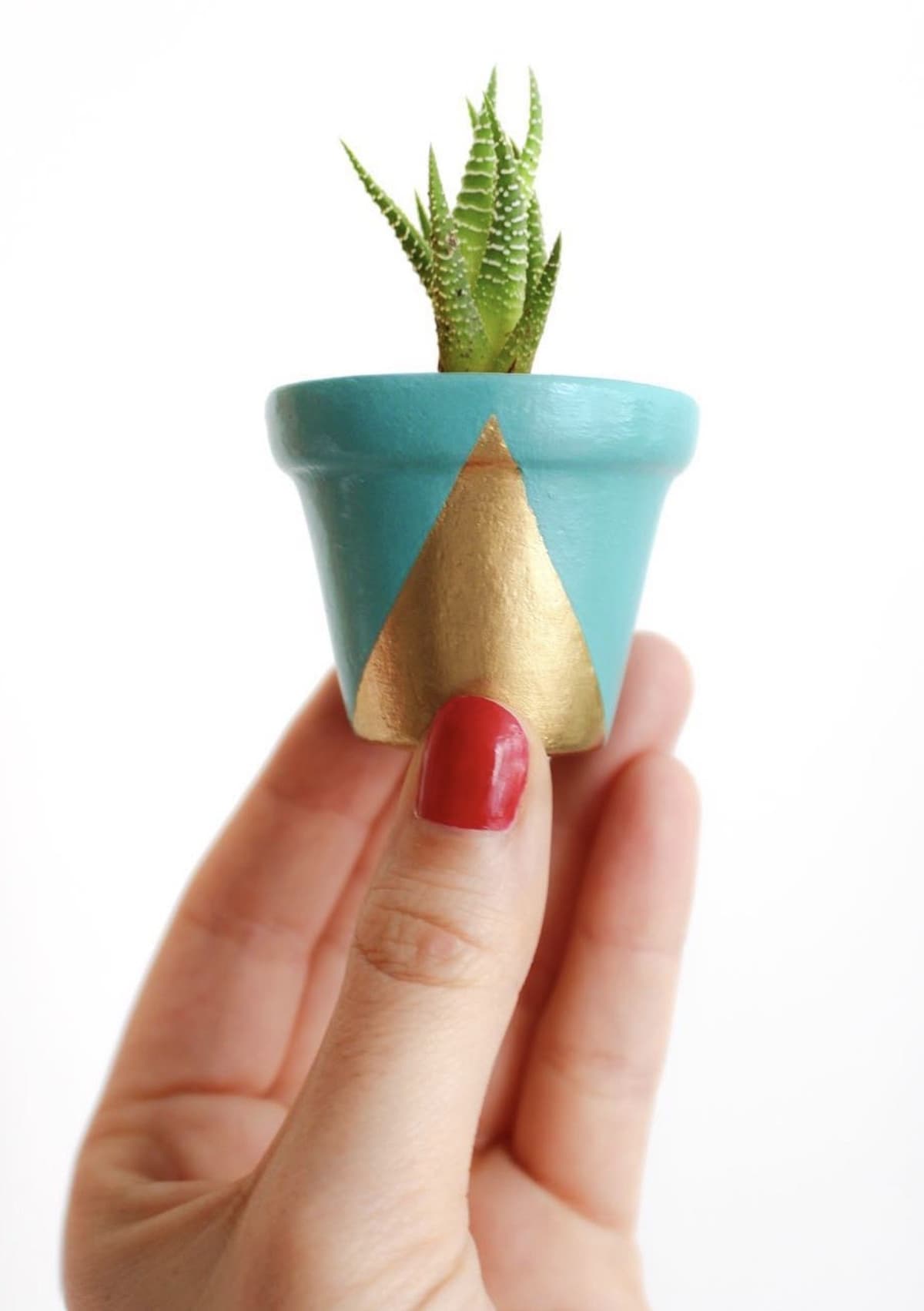 Mano sosteniendo una maceta turquesa y dorada con una Haworthia