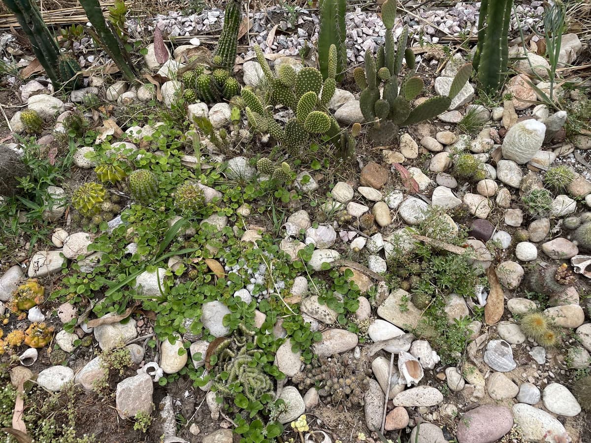 Antiguo cantero de cactus a nivel del suelo, cubierto de pasto y yuyos entre las piedras