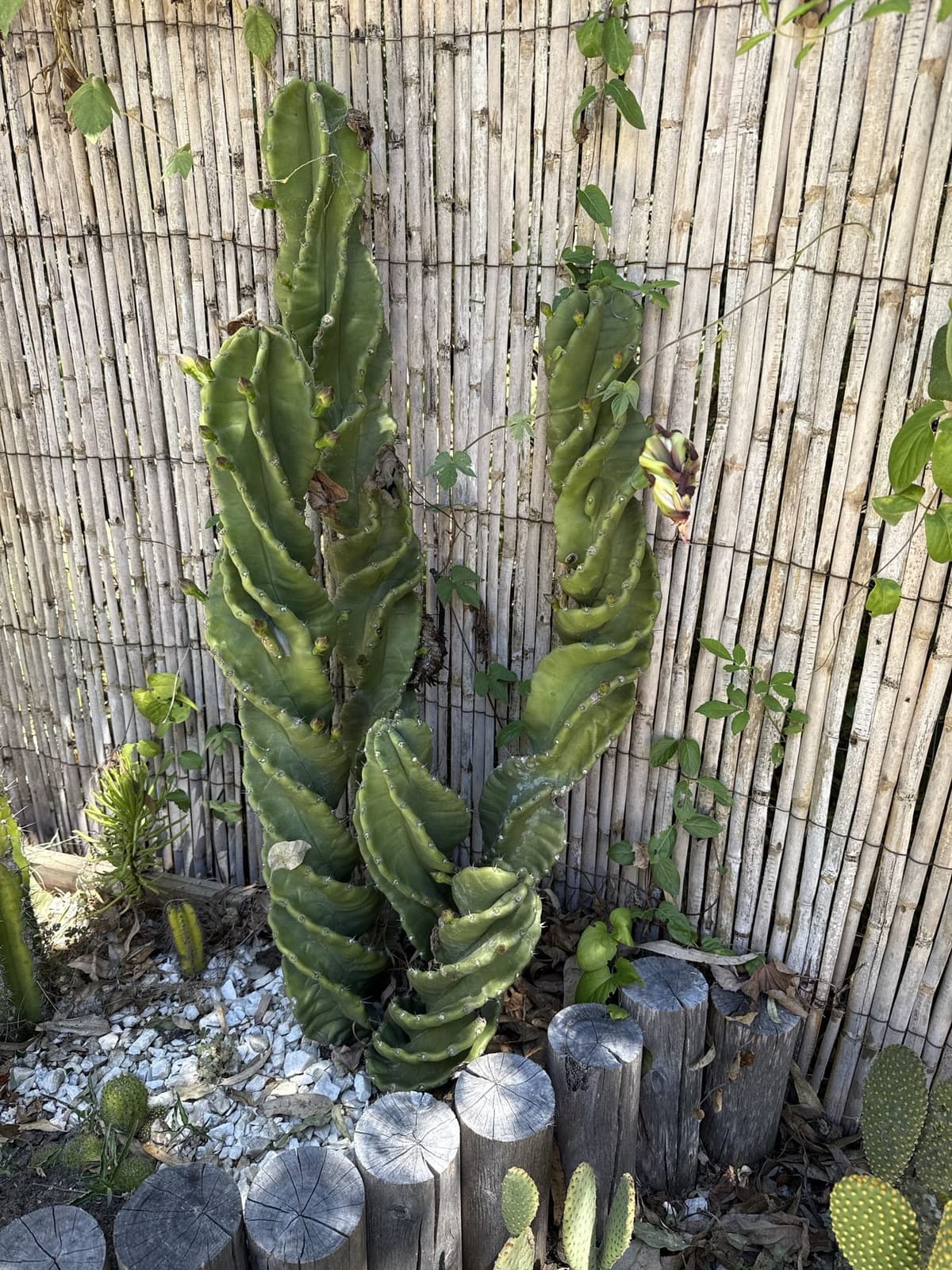 Cactus espiral contra el cerco de caña, con los polines del cantero ya grises por el paso del tiempo