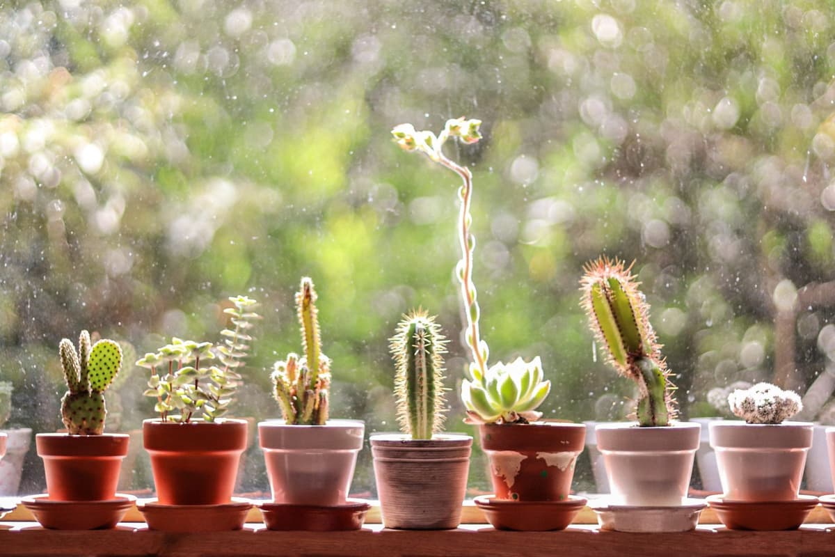 Macetitas con cactus y suculentas en fila sobre una ventana soleada