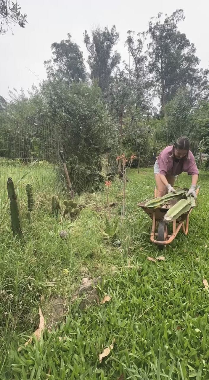 Agus empujando una carretilla cargada de cactus desde el cantero viejo, en el pasto