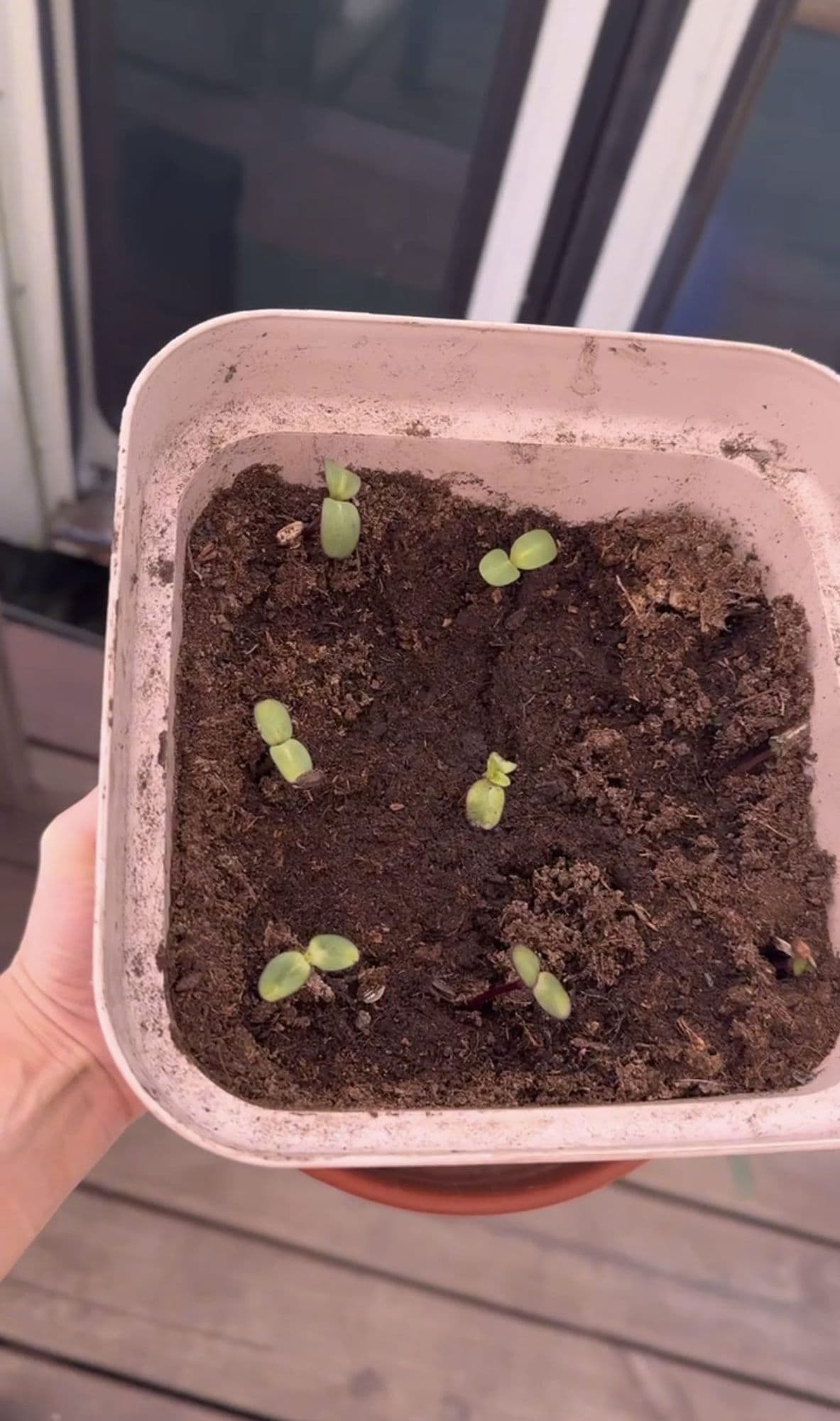 Semillas de girasol brotando en una maceta