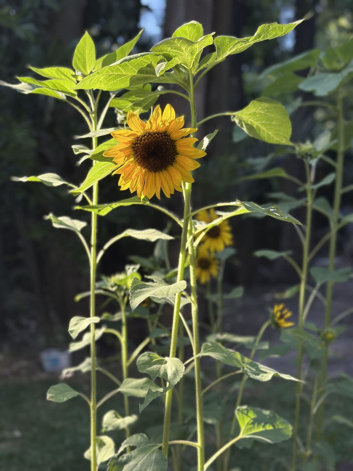 Girasoles altos creciendo y florecidos en el cantero del Bondi el primer año