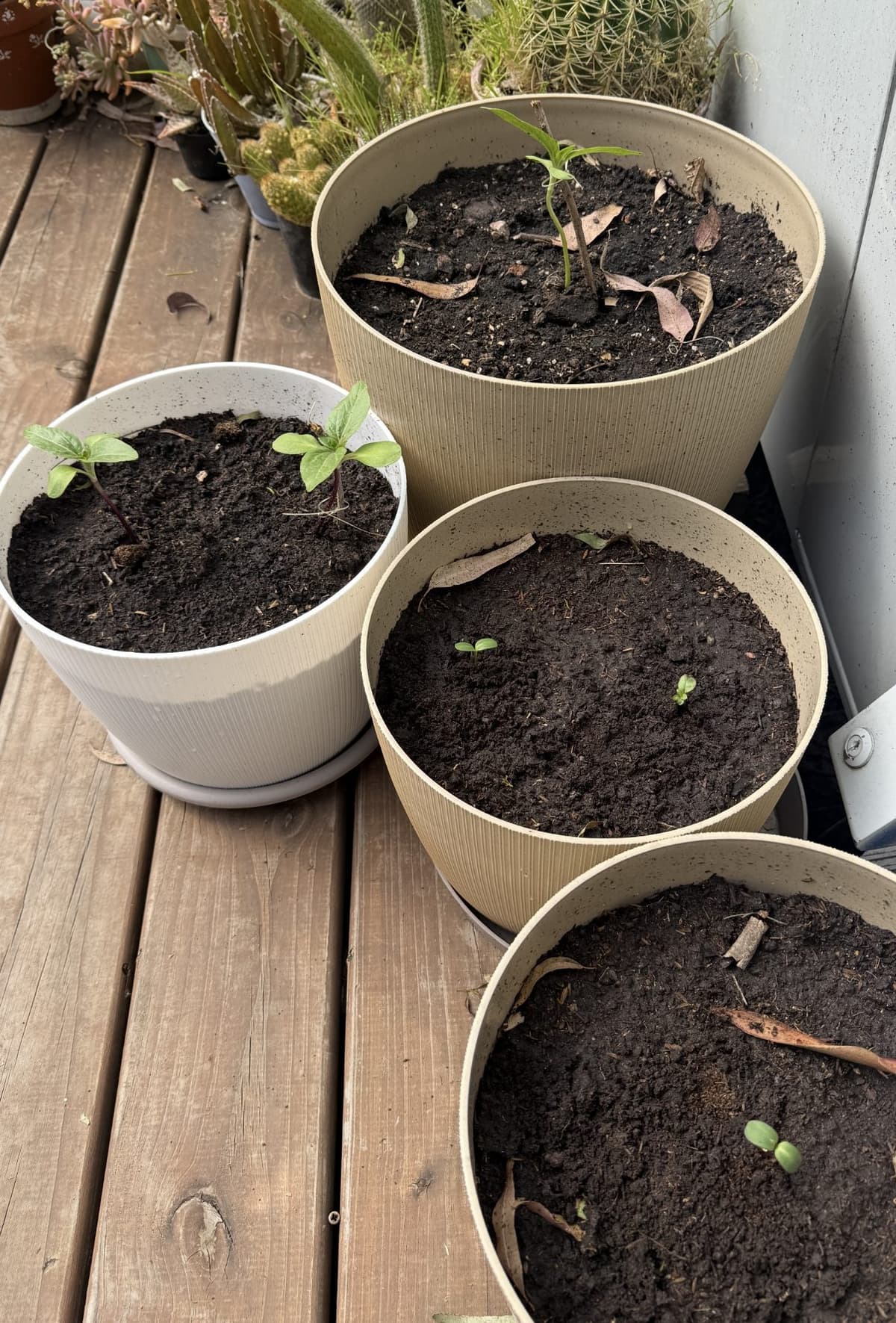 Plantines de girasol en macetas sobre el deck del Bondi