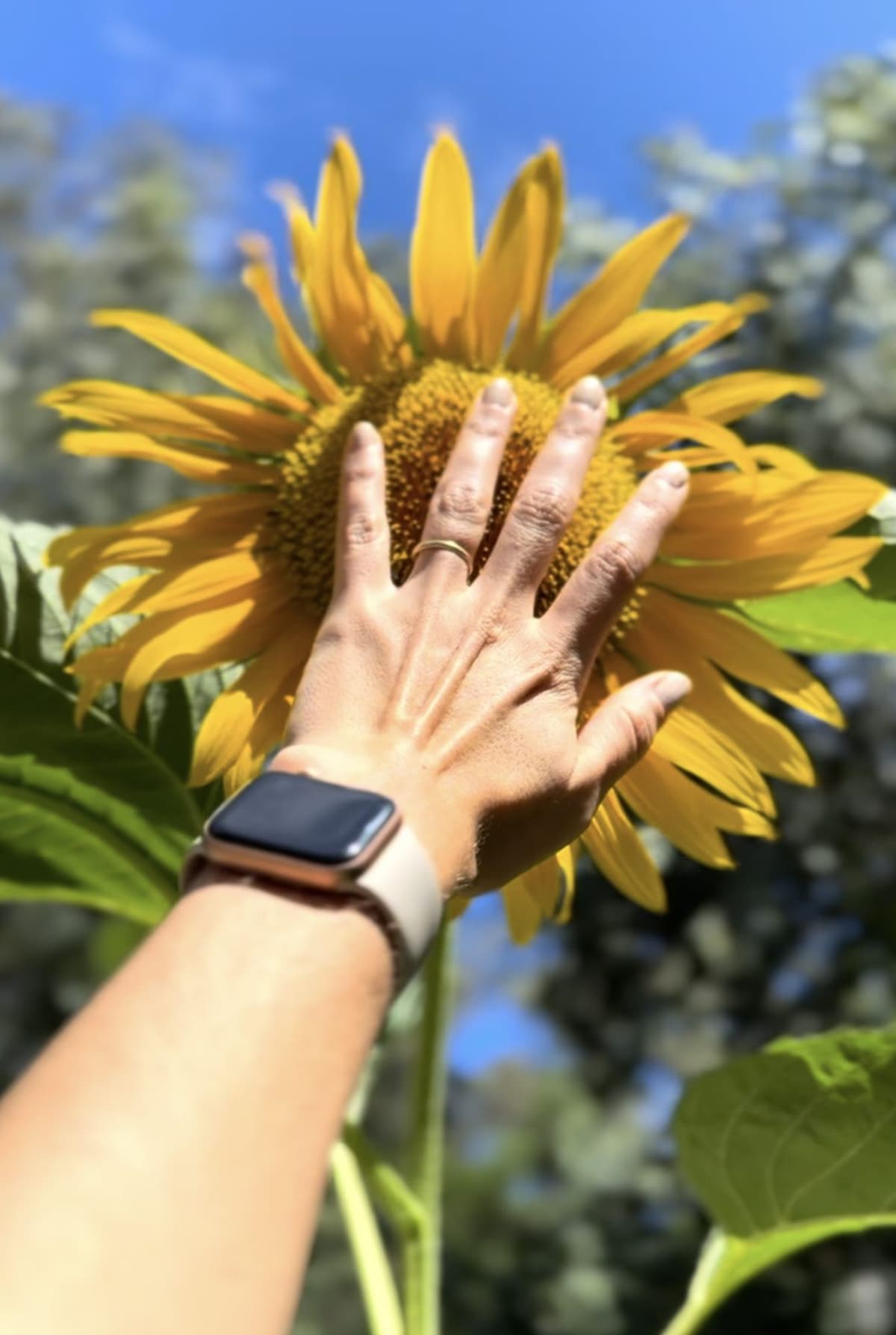 La mano de Agus apoyada sobre la flor del girasol gigante, más grande que la mano